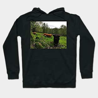 Scottish Highland Cattle Cows and Bull 2412 Hoodie